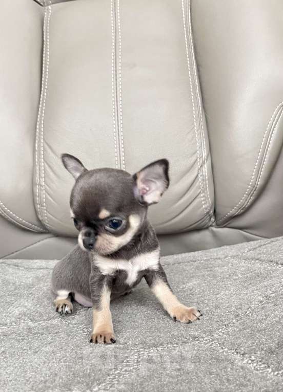 Собаки в Люберцах: Чихуахуа мини Девочка, 120 000 руб. - фото 3