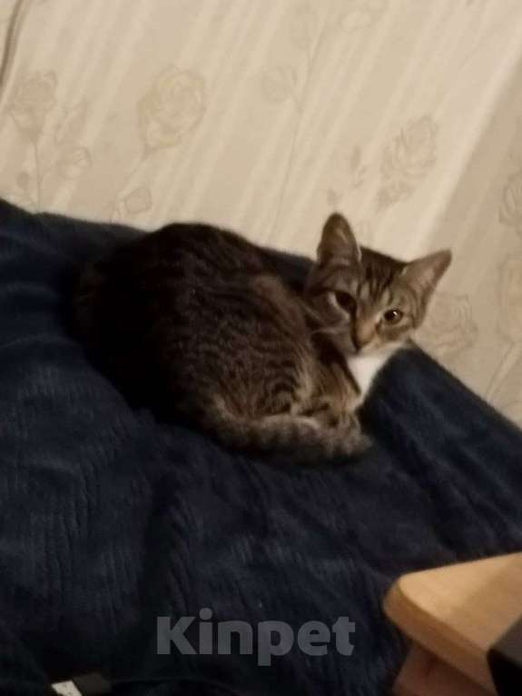 Кошки в Дубне: Отдам кошку в хорошие руки Девочка, Бесплатно - фото 4