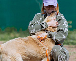 Собаки в других городах Пермского края: Не пес, а звезда! Мальчик, Бесплатно - фото 7