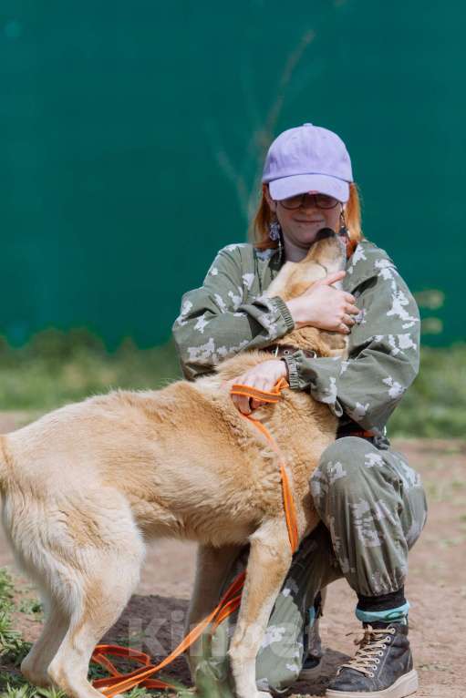 Собаки в других городах Пермского края: Не пес, а звезда! Мальчик, Бесплатно - фото 7