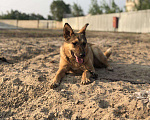 Собаки в Сургуте: Ищем дом, Бесплатно - фото 2
