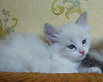 Кошки в Москве: котята рэгдолл Мальчик, 25 000 руб. - фото 6