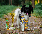 Собаки в других городах Московской области: Щенок Папильон мальчик Papillon  Мальчик, 65 000 руб. - фото 4