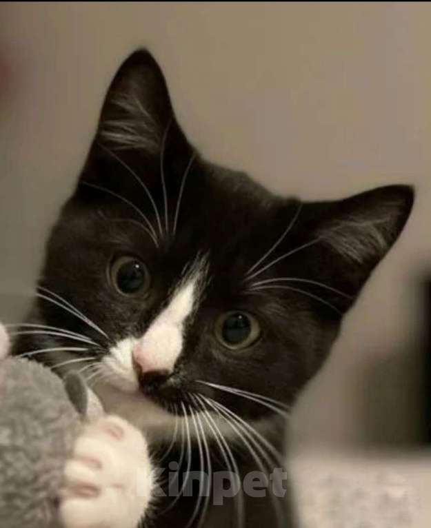 Кошки в Санкт-Петербурге: Прекрасный маркиз котенок в добрые руки Мальчик, Бесплатно - фото 2