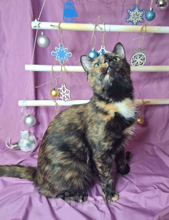 Кошки в Москве: Кошка с невероятными глазами в добрые руки  Девочка, Бесплатно - фото 7