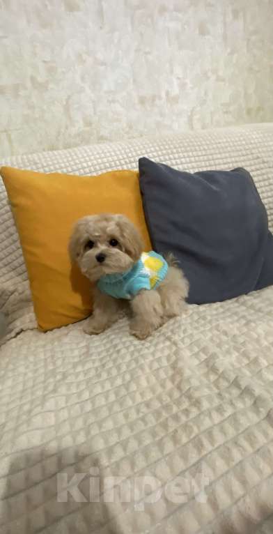 Собаки в Москве: малыш Мальтипу F1 Мальчик, 100 000 руб. - фото 6