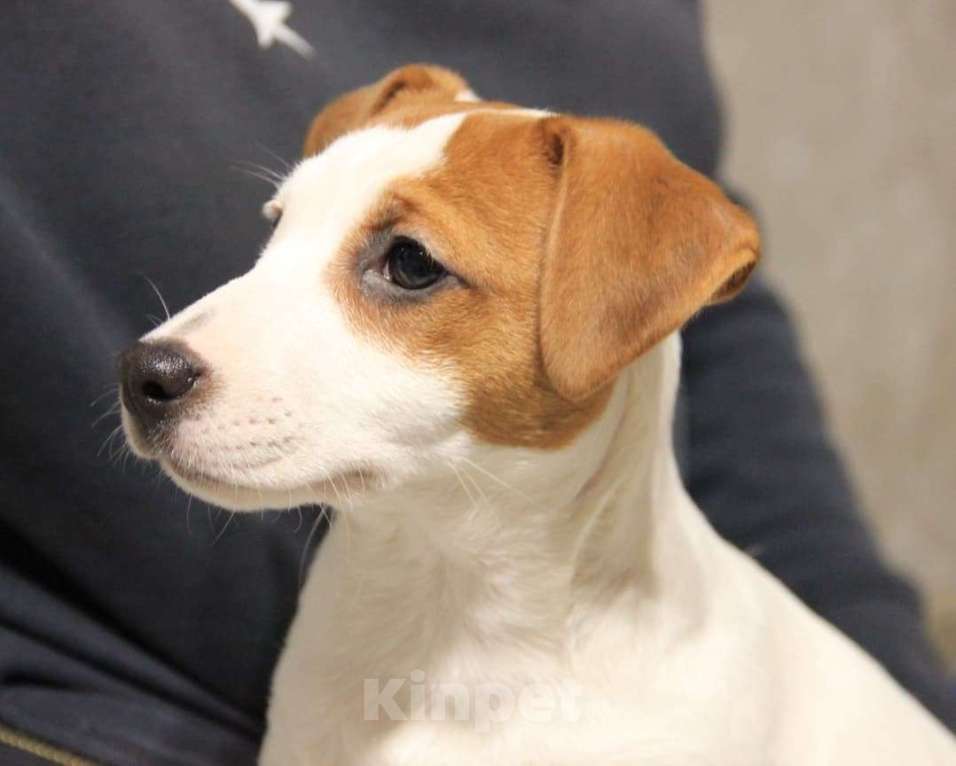 Собаки в Вятском Поляне: Продаю щенка Джек Рассел терьер девочка Девочка, 15 000 руб. - фото 2