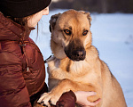 Собаки в Москве: Рыжий красавец ждёт семью в приюте Мальчик, Бесплатно - фото 4