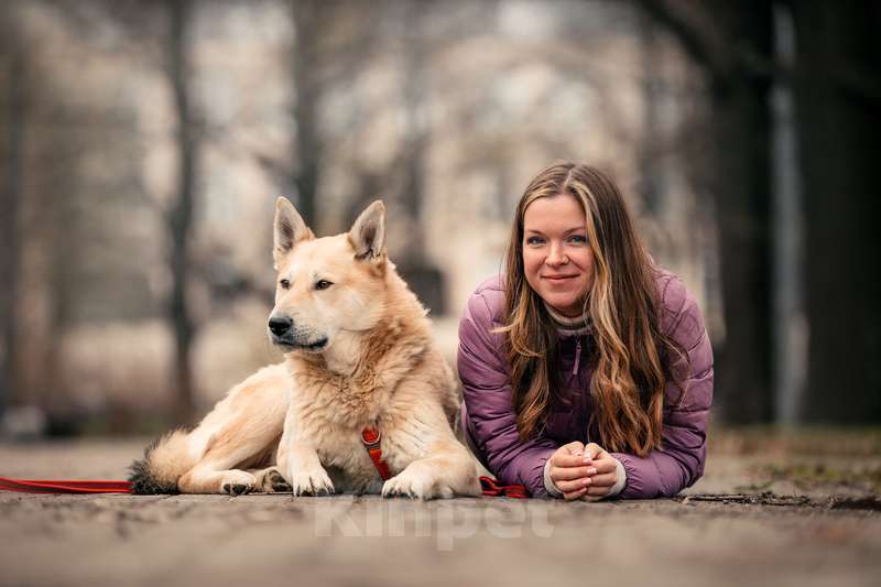 Собаки в Москве: Чудесный парень Арни ищет семью. Мальчик, 10 руб. - фото 1