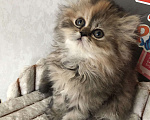 Кошки в Москве: Персидский котенок Девочка, 24 000 руб. - фото 3