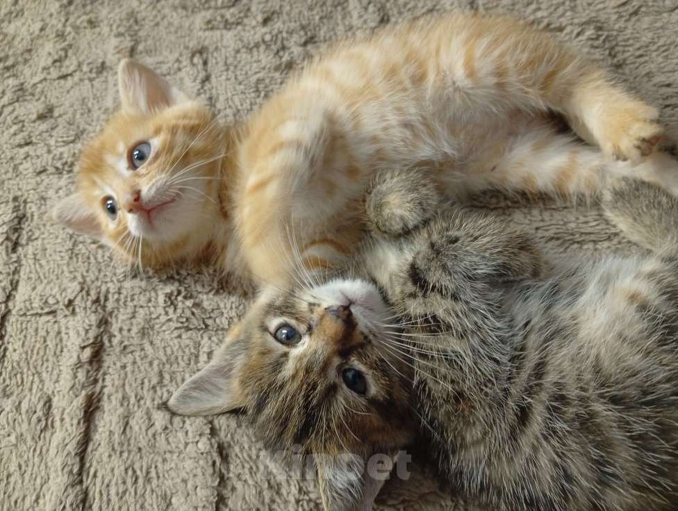 Кошки в Чите: Отдам котят в добрые руки Девочка, Бесплатно - фото 3