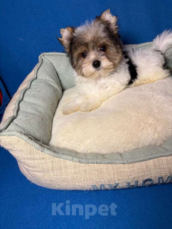 Собаки в Москве: Йоркширский  терьер  Мальчик   Бивер Мальчик, 30 000 руб. - фото 2