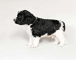 Собаки в Краснодаре: Испанская водяная собака, щенок- кобель  Мальчик, 150 000 руб. - фото 2