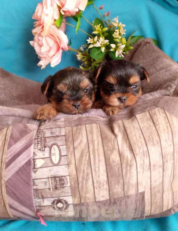 Собаки в Москве: Мини девочки йорка Девочка, 45 000 руб. - фото 1