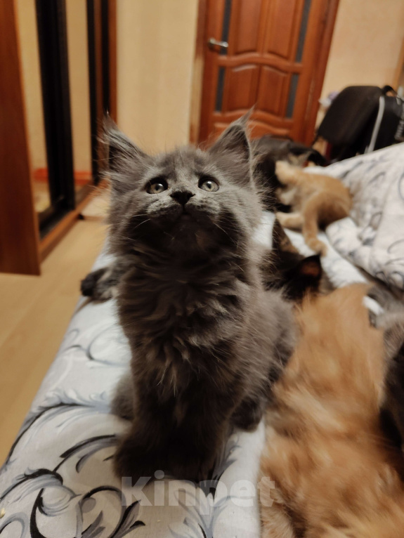 Кошки в Москве: Кошечка-бусинка девочка голубой солид Девочка, 75 000 руб. - фото 2