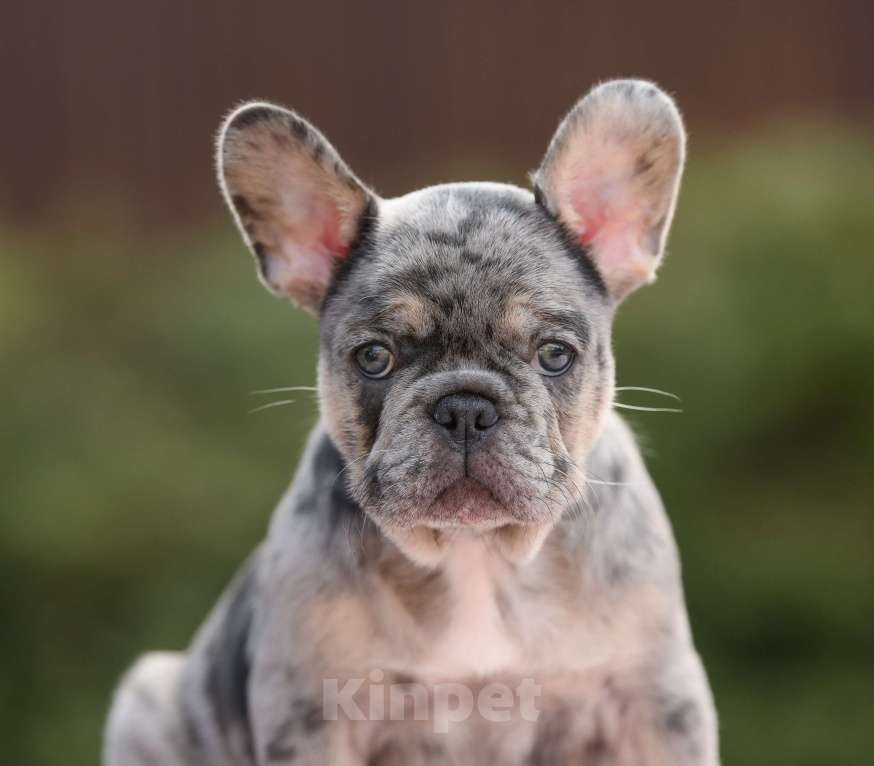 Собаки в Брянске: Робин  Мальчик, 90 000 руб. - фото 4