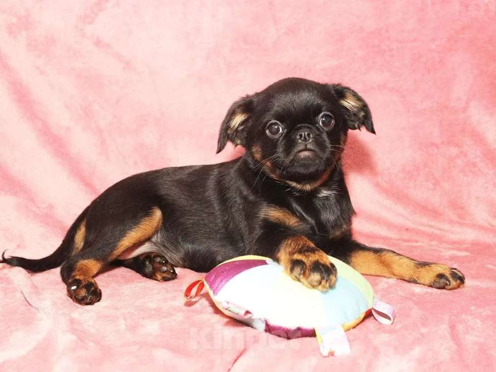 Собаки в Санкт-Петербурге: Маленькая принцесса Девочка, 80 000 руб. - фото 8