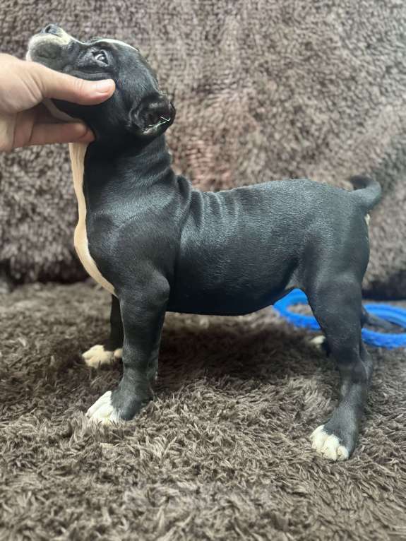 Собаки в других городах Московской области: Американский Булли   Девочка, 50 000 руб. - фото 5