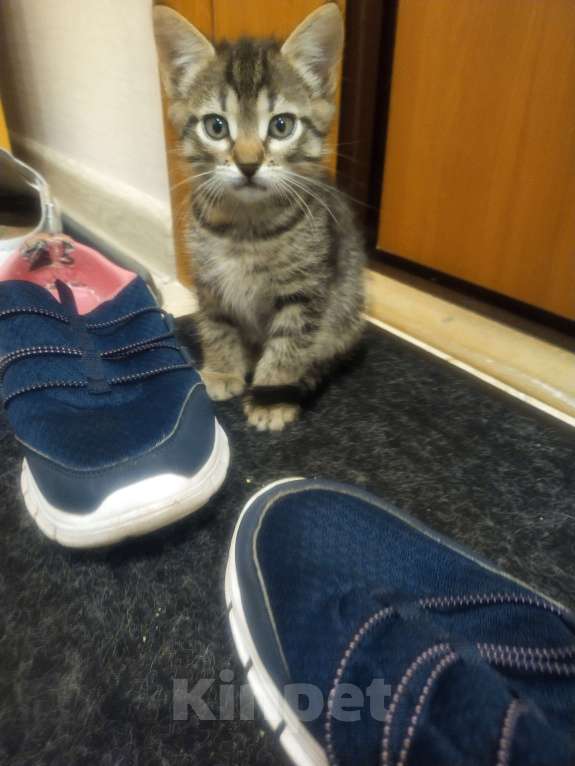 Кошки в Балашихе: Котик в  добрые руки Мальчик, Бесплатно - фото 1