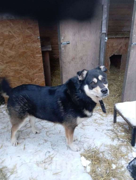 Собаки в Москве: Собака в добрые руки Мальчик, Бесплатно - фото 3