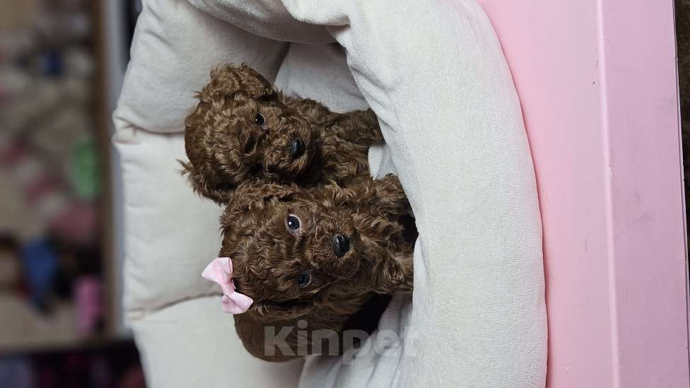 Собаки в Химках: Той-пудель щенки мальчики Мальчик, 200 000 руб. - фото 8