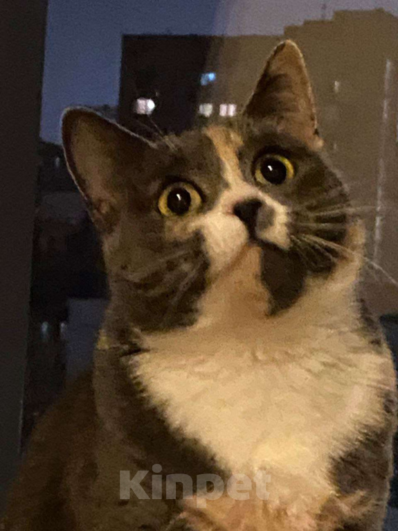 Кошки в Москве: Пепельная трехцветная Шерри Девочка, Бесплатно - фото 5