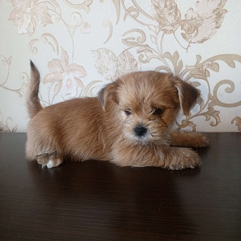 Щенки йоркширского терьера