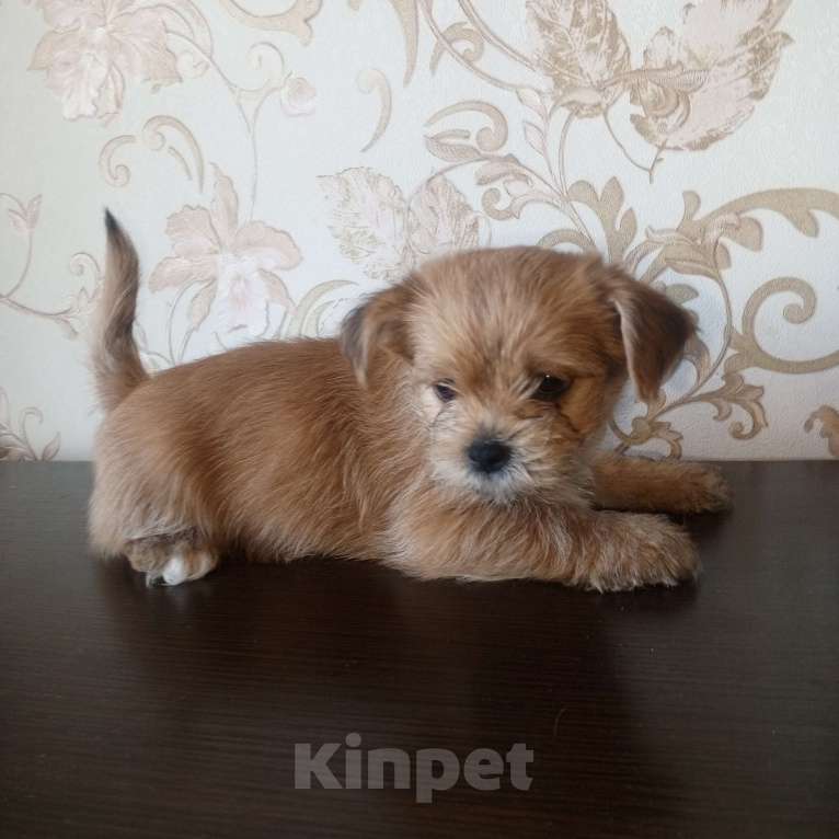 Собаки в других городах Московской области: Щенки йоркширского терьера Мальчик, 8 000 руб. - фото 1