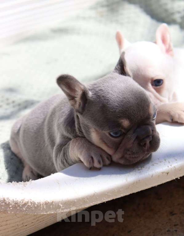 Собаки в Краснодаре: Кремовый красотулик Мальчик, 80 000 руб. - фото 5