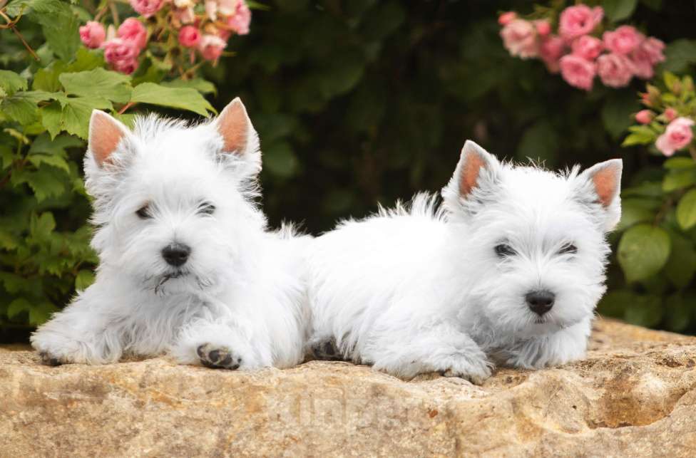 Собаки в Москве: Вест хайленд уайт терьер- настоящие ВЕСТИКИ Мальчик, Бесплатно - фото 6