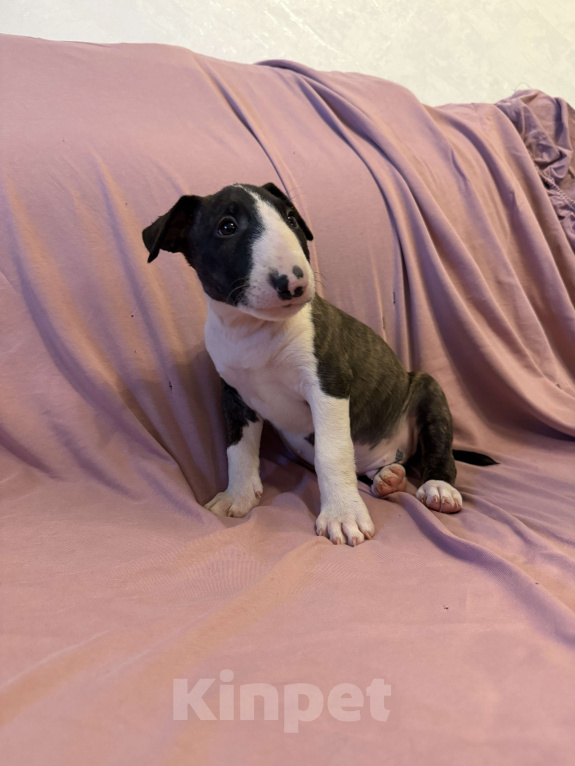 Собаки в других городах Московской области: Гром Небесной Колесницы Мальчик, 75 000 руб. - фото 3