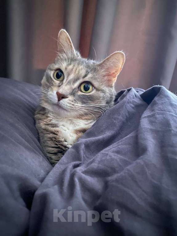 Кошки в Москве: Ласковая кошечка ищет новый дом Девочка, Бесплатно - фото 4