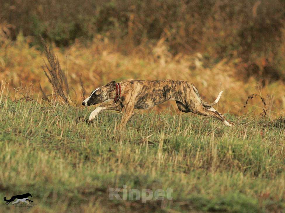 Собаки в Москве: Тигровый уиппет  Мальчик, 130 000 руб. - фото 6