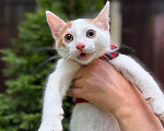 Кошки в Королеве: Котенок Мальчик, Бесплатно - фото 3