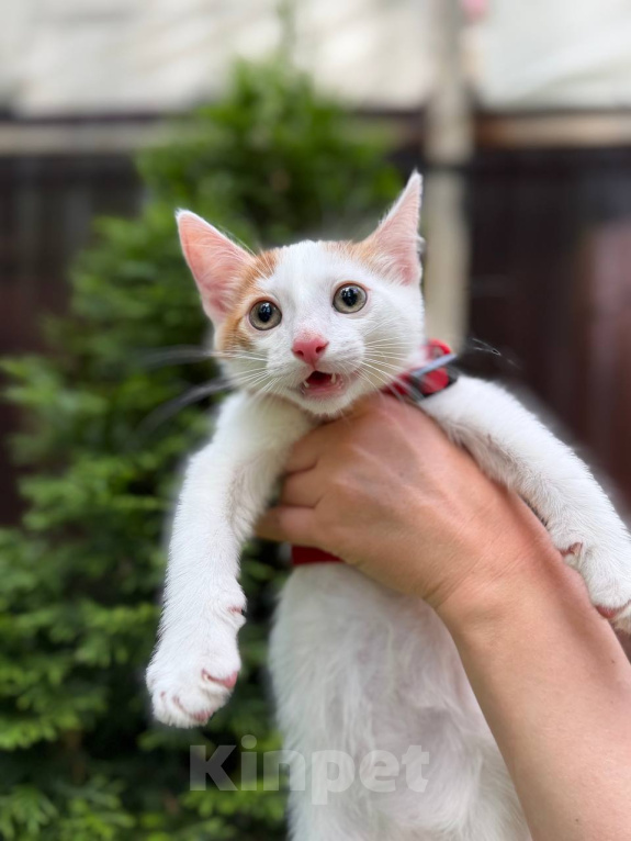 Кошки в Королеве: Котенок Мальчик, Бесплатно - фото 3