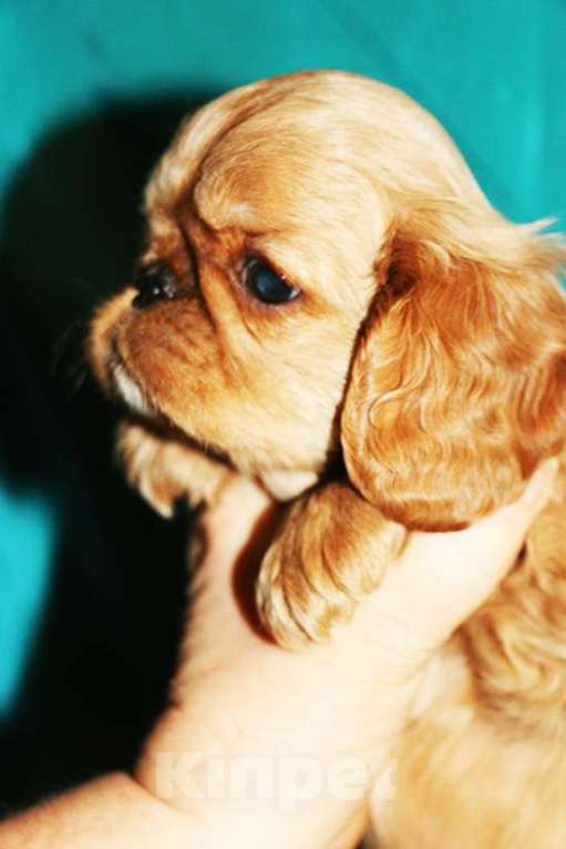 Собаки в Балашихе: мальчик черно-подпалый Мальчик, Бесплатно - фото 4