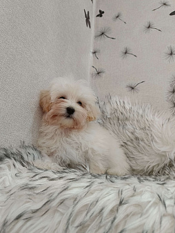 Мини мальтипу f1