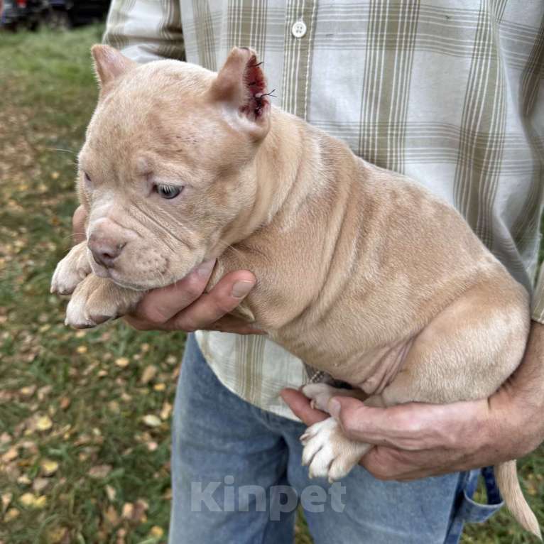 Собаки в Жуковском: Американский булли щенки покет Девочка, 120 000 руб. - фото 2