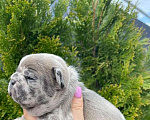 Собаки в Пятигорске: Щеночек Мальчик, 69 000 руб. - фото 1
