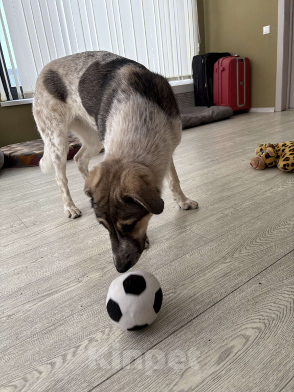 Собаки в Москве: Красавица Хильда в поисках семьи  Девочка, Бесплатно - фото 9