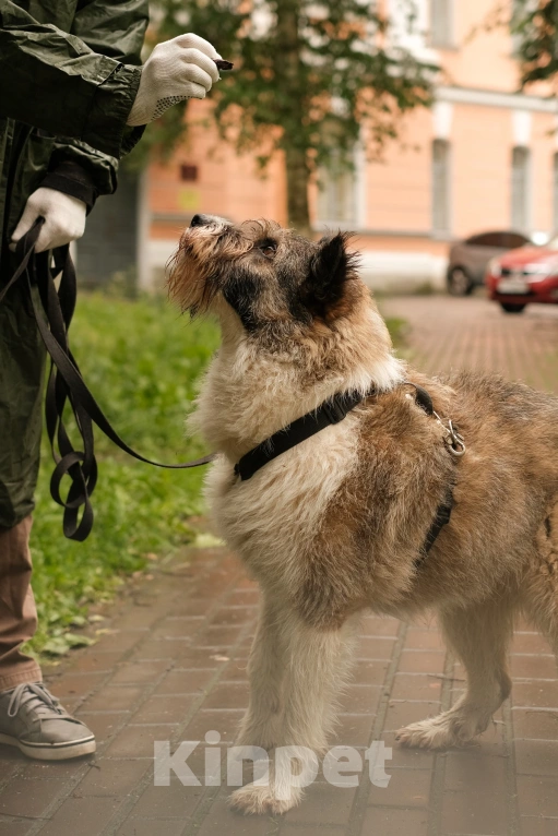 Собаки в Санкт-Петербурге: Элис из приюта в добрые руки Девочка, Бесплатно - фото 7