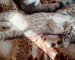 Кошки в Новокузнецке: Котята в добрые руки Девочка, Бесплатно - фото 3