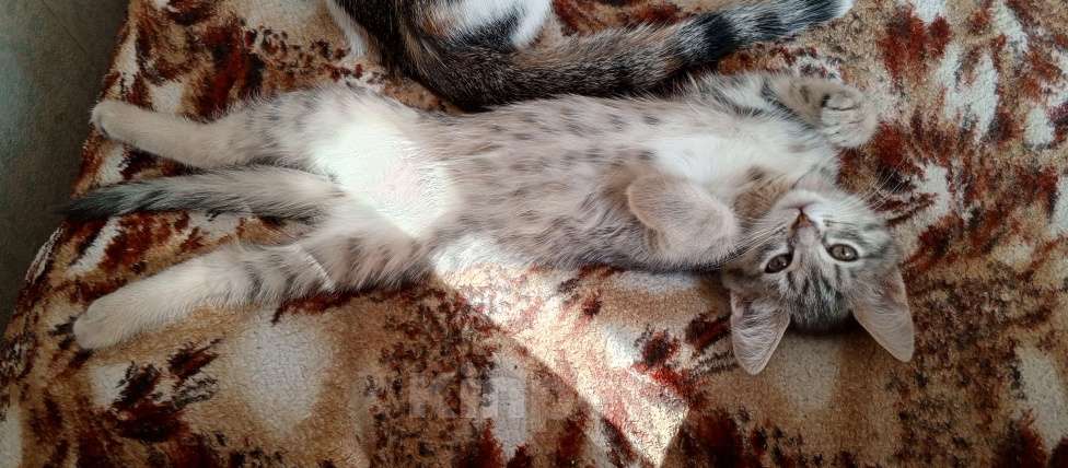 Кошки в Новокузнецке: Котята в добрые руки Девочка, Бесплатно - фото 3