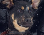 Собаки в Сергиеве Посаде: Лайма в добрые руки  Девочка, Бесплатно - фото 3