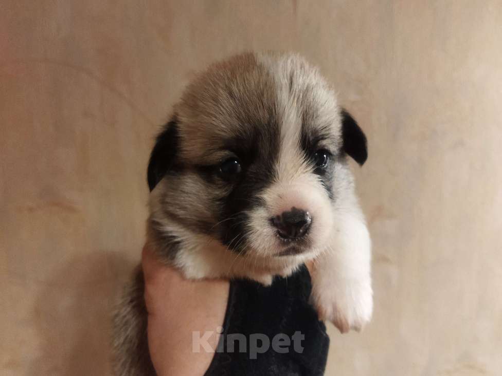 Собаки в Москве: Малыши вельш корги пемброк для раннего резервирования Мальчик, 70 000 руб. - фото 3