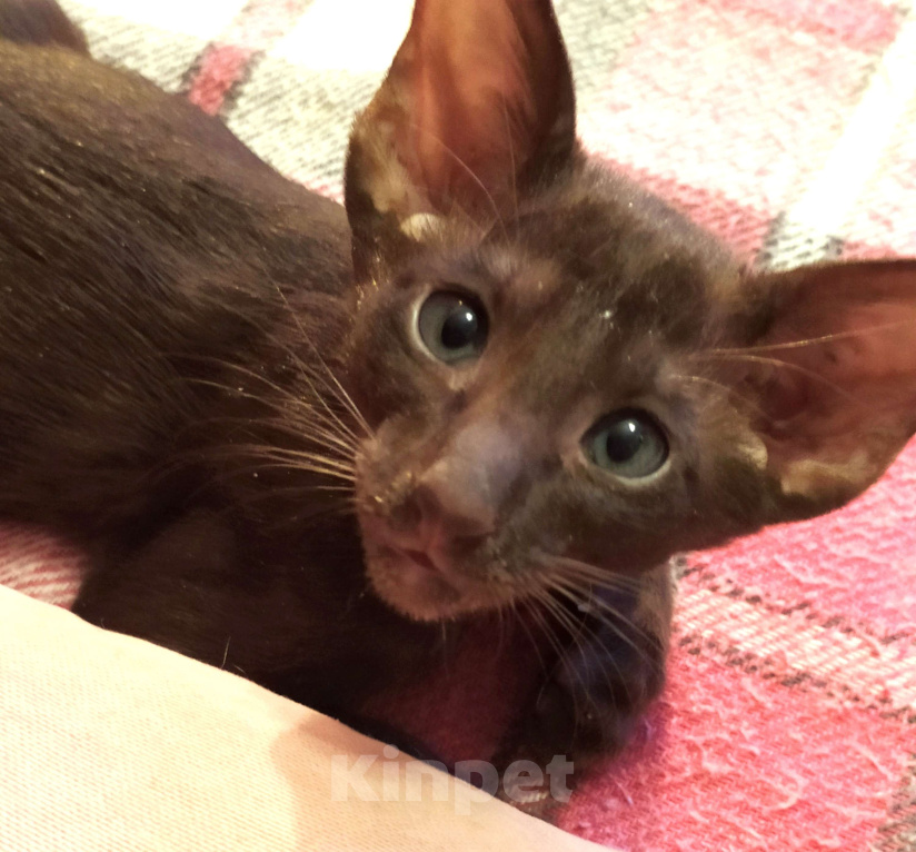 Кошки в Санкт-Петербурге: Ориентальные котёнок котик коричневый Мальчик, 35 000 руб. - фото 2