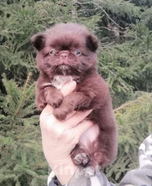 Собаки в Санкт-Петербурге: Мальчик дш Мальчик, 40 000 руб. - фото 1