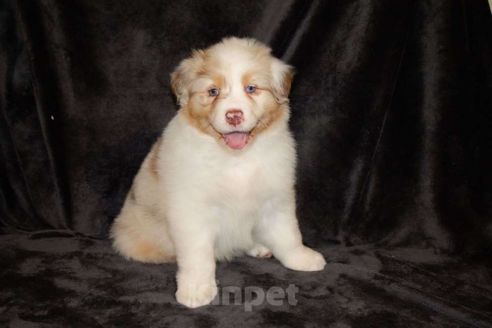 Собаки в других городах Московской области: Австралийская овчарка (аусси) Мальчик, 80 000 руб. - фото 2