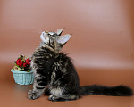 Кошки в Воронеже: Котята мейн-кун из питомника  Девочка, 55 000 руб. - фото 5