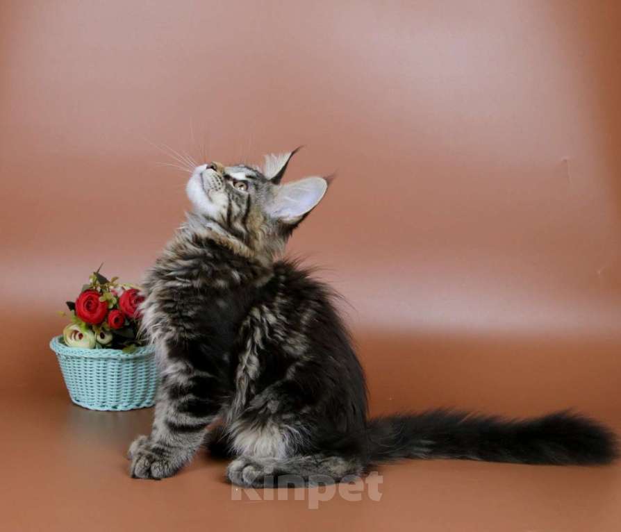 Кошки в Воронеже: Котята мейн-кун из питомника  Девочка, 55 000 руб. - фото 5